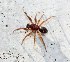 Asagena americana
