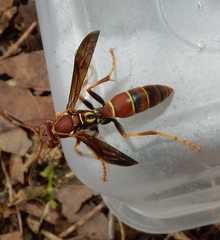 Polistes bahamensis