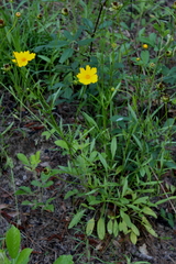 Coreopsis grandiflora