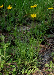 Coreopsis grandiflora
