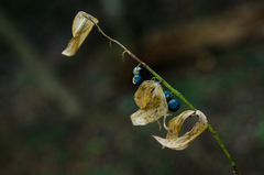 Polygonatum orientale