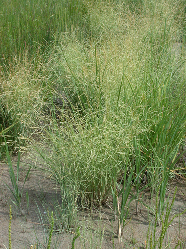 shining alkaligrass (Puccinellia lucida)