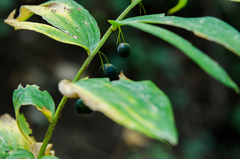 Polygonatum orientale