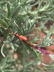 Zelus longipes