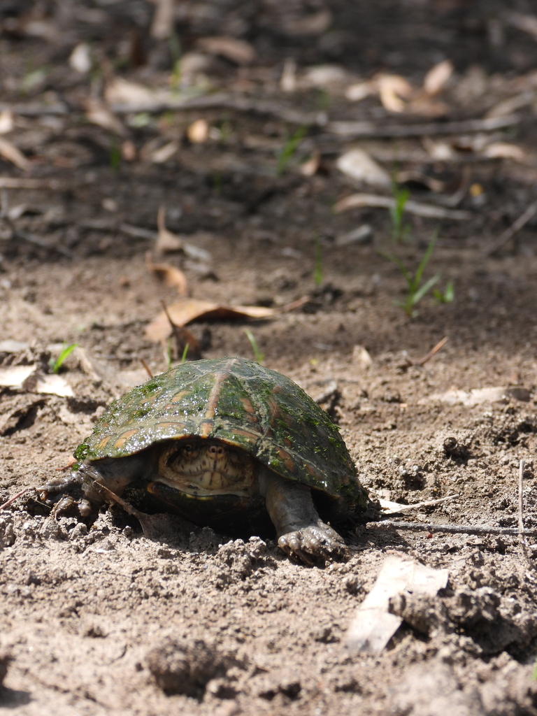 Mexican Mud Turtle from Flor 1 on July 21, 2023 at 10:13 AM by Raymundo ...