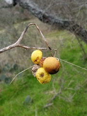 Solanum elaeagnifolium