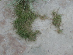 Puccinellia phryganodes