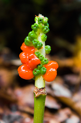 Arum elongatum