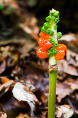 Arum elongatum