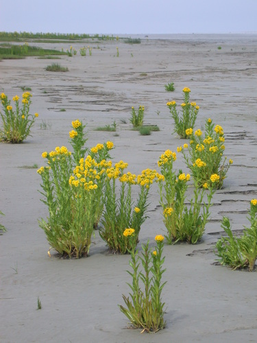 Marsh Fleawort
