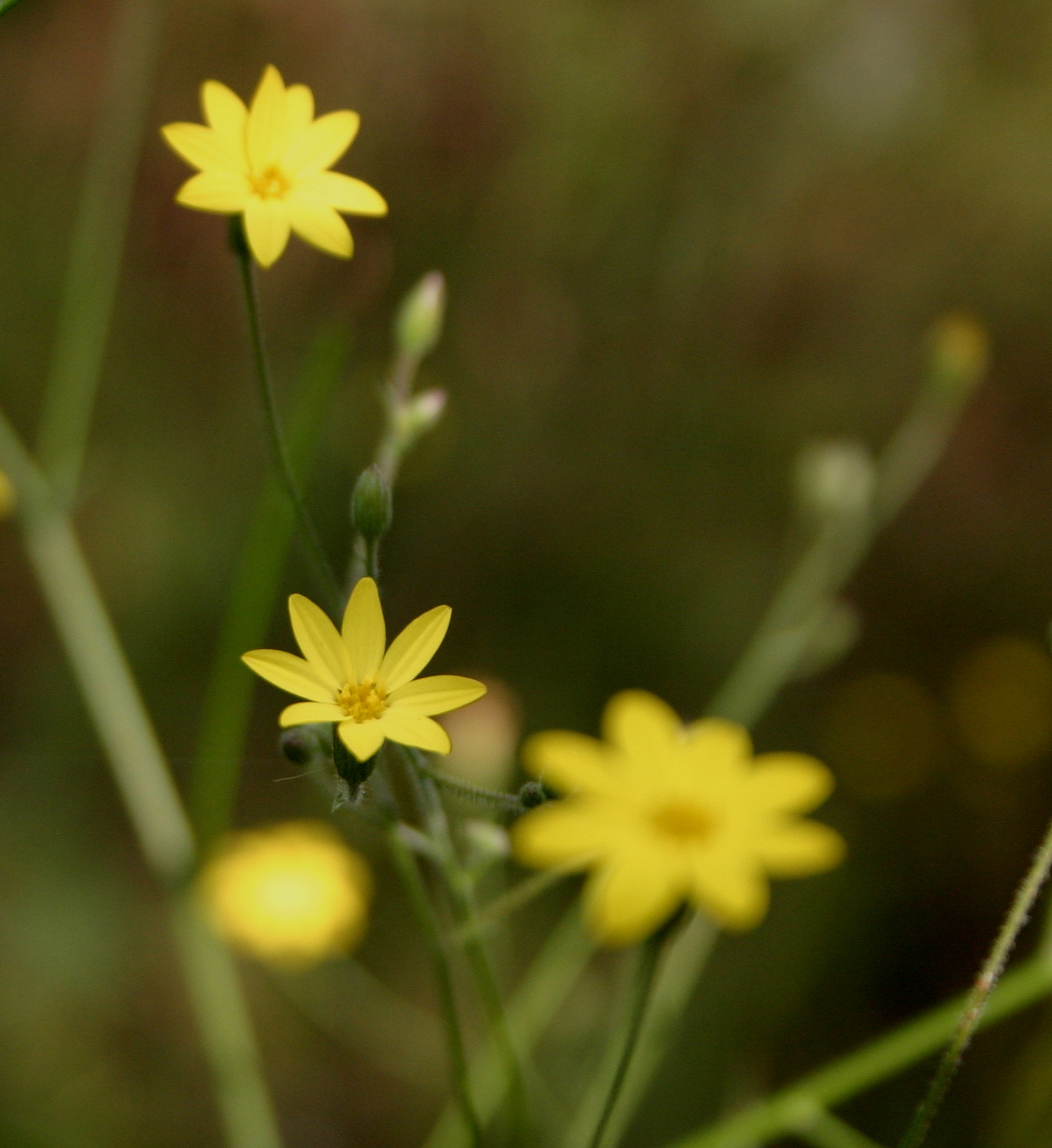 Croptilon divaricatum