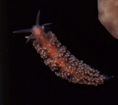 Anteaeolidiella chromosoma image