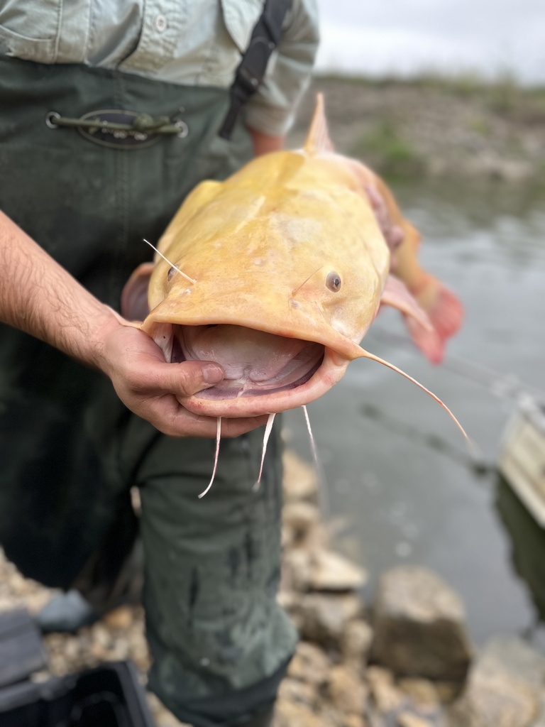 Catfish (Pylodictis olivaris) — Ictaluridae