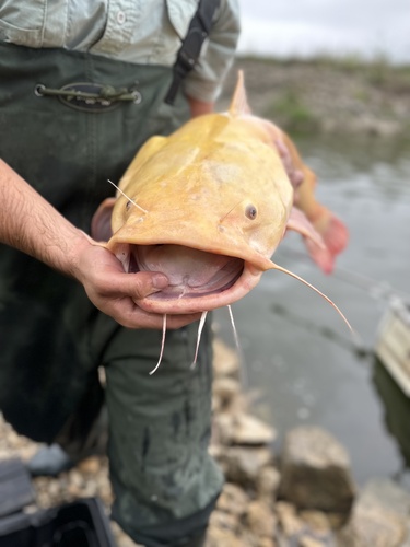 Catfish (Pylodictis olivaris) — Ictaluridae