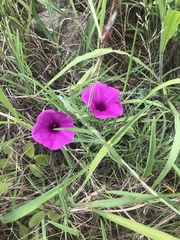 Ipomoea robertsiana