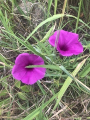 Ipomoea robertsiana