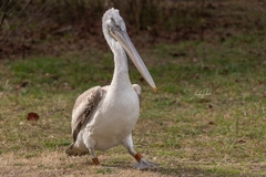 Pelecanus crispus