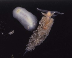 Conualevia marcusi