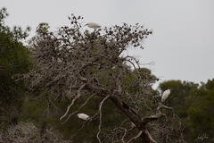 Egretta garzetta