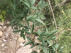 Searsia transvaalensis