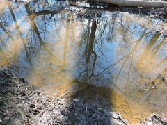 Trachelomonas volvocina