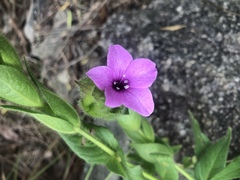 Barleria ovata