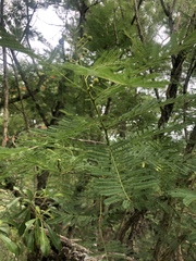 Vachellia davyi