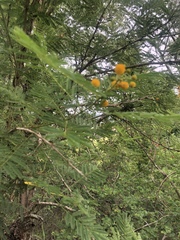 Vachellia davyi