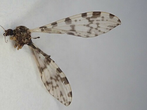 Eloeophila submarmorata