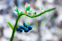 Polygonatum orientale