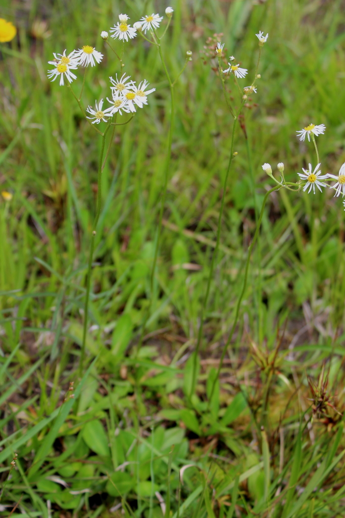 Early Whitetop Fleabane