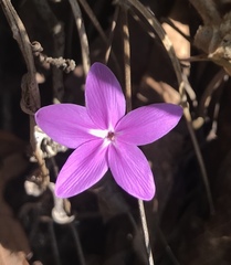 Pseuderanthemum praecox