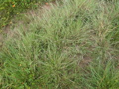 Puccinellia phryganodes