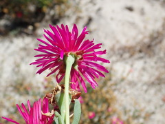 Lampranthus densifolius