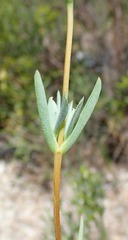 Lampranthus densifolius