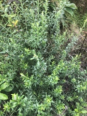 Athrixia phylicoides