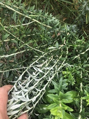 Athrixia phylicoides