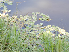 Pistia stratiotes image