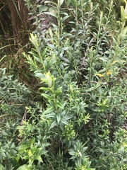 Athrixia phylicoides