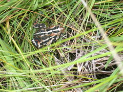 Anaxyrus americanus copei