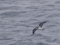 Pterodroma nigripennis