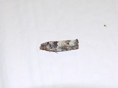 Pseudexentera knudsoni