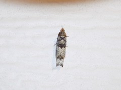 Pseudexentera knudsoni