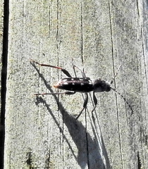 Chlorophorus capensis