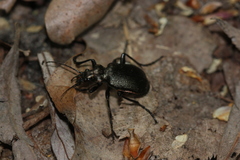 Calosoma inquisitor