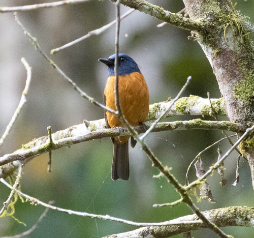 Blue-fronted Blue Flycatcher (Eumyias hoevelli), photo 6