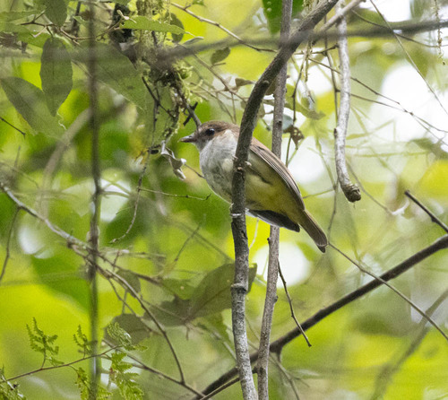 Sulphur-vented Whistler (Pachycephala sulfuriventer), photo 6