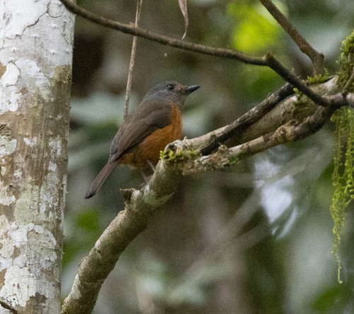 Blue-fronted Blue Flycatcher (Eumyias hoevelli), photo 3