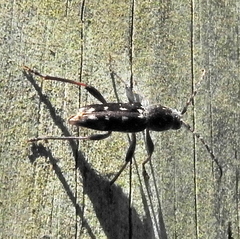 Chlorophorus capensis