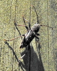 Chlorophorus capensis